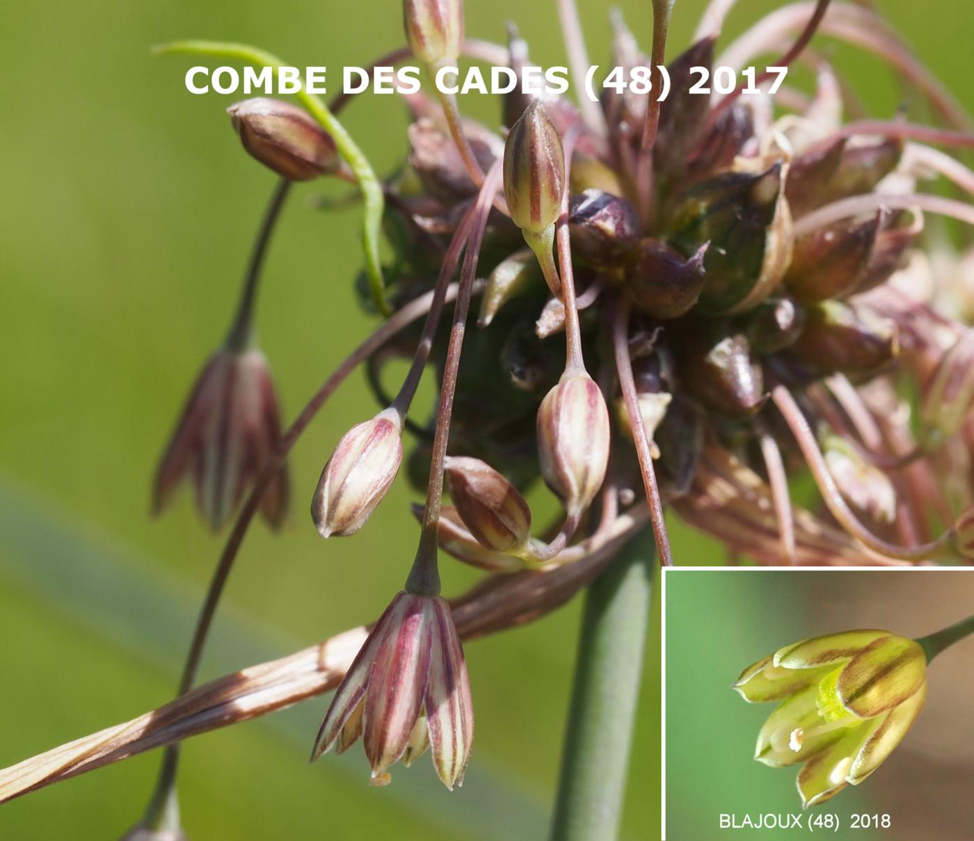 Garlic, Field flower